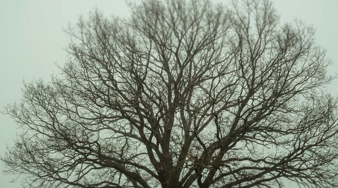 Arbre aux branches finement ramifiées se détachant sur un ciel clair, image de la pensée en arborescence des profils HPI et HPE